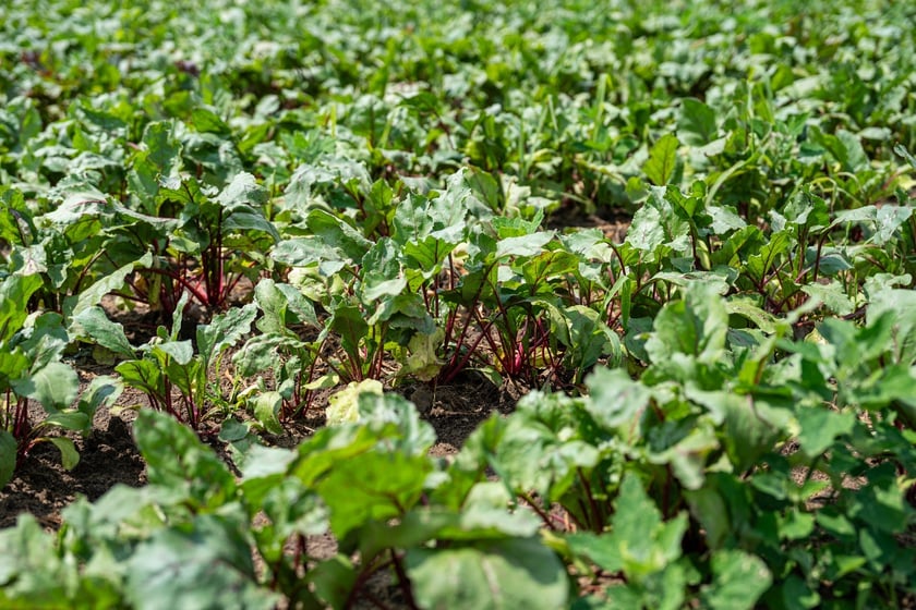 Miejska Farma Wrocławia